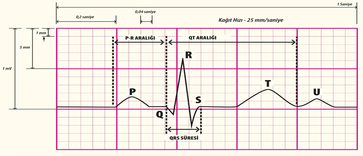 EKG kağıdı, süreler ve dalgalar